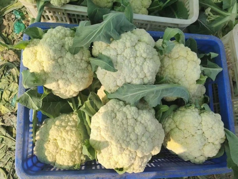 菜花苗青梗有机花菜苗80天85天90天小米粒松花菜种苗