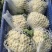 菜花苗青梗有机花菜苗80天85天90天小米粒松花菜种苗