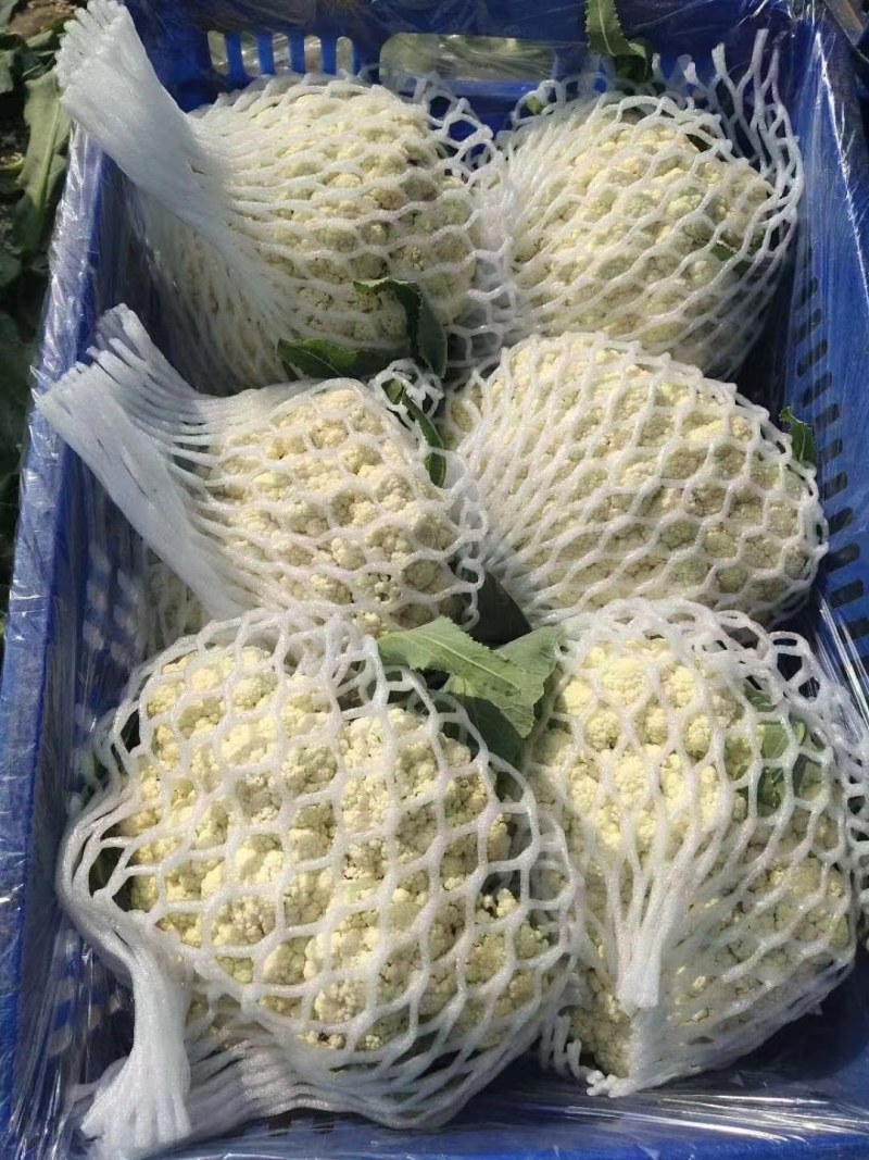 菜花苗青梗有机花菜苗80天85天90天小米粒松花菜种苗