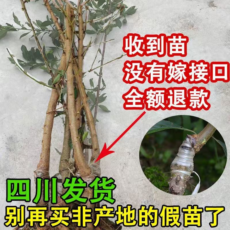 四川脆红李苗包技术包活保品种，死苗包赔现挖现发基地直发
