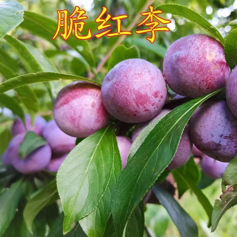 四川脆红李苗包技术包活保品种，死苗包赔现挖现发基地直发