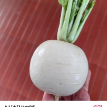 圆白萝卜，甘甜可口，水分足。