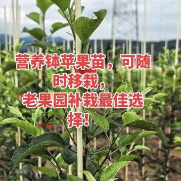 红斯尼克嘎啦苗，带土球