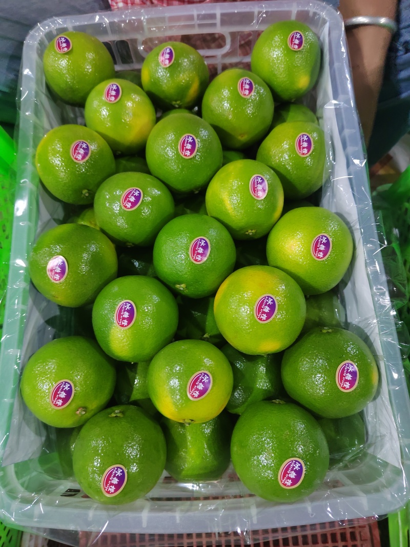 哀牢山冰糖橙