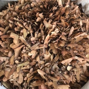 蝴蝶草中药材干蝴蝶草肺形草山蝴蝶野生干蝴蝶草