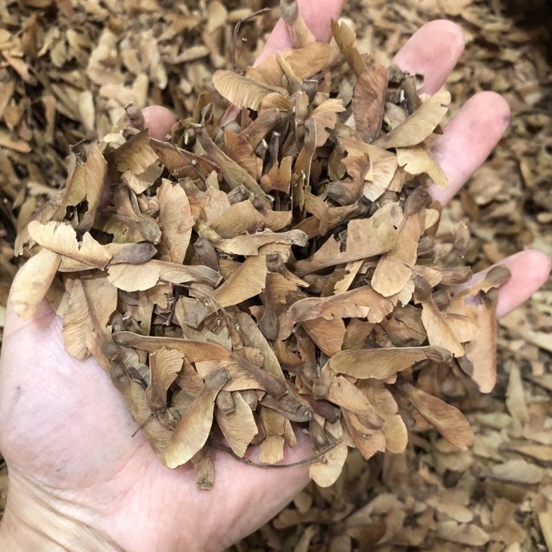 蝴蝶草中药材干蝴蝶草肺形草山蝴蝶野生干蝴蝶草