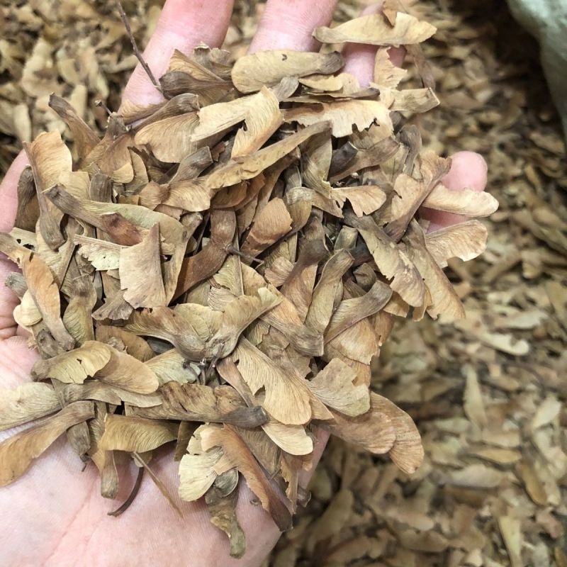 蝴蝶草中药材干蝴蝶草肺形草山蝴蝶野生干蝴蝶草