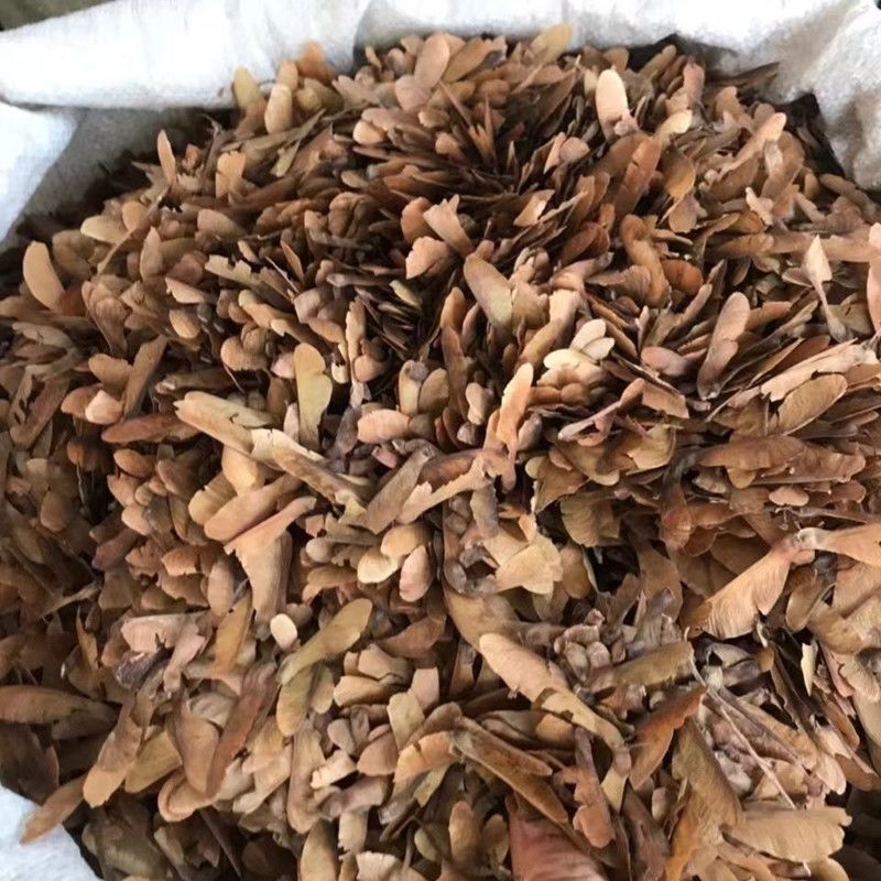 蝴蝶草中药材干蝴蝶草肺形草山蝴蝶野生干蝴蝶草