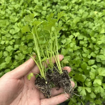 芹菜苗
