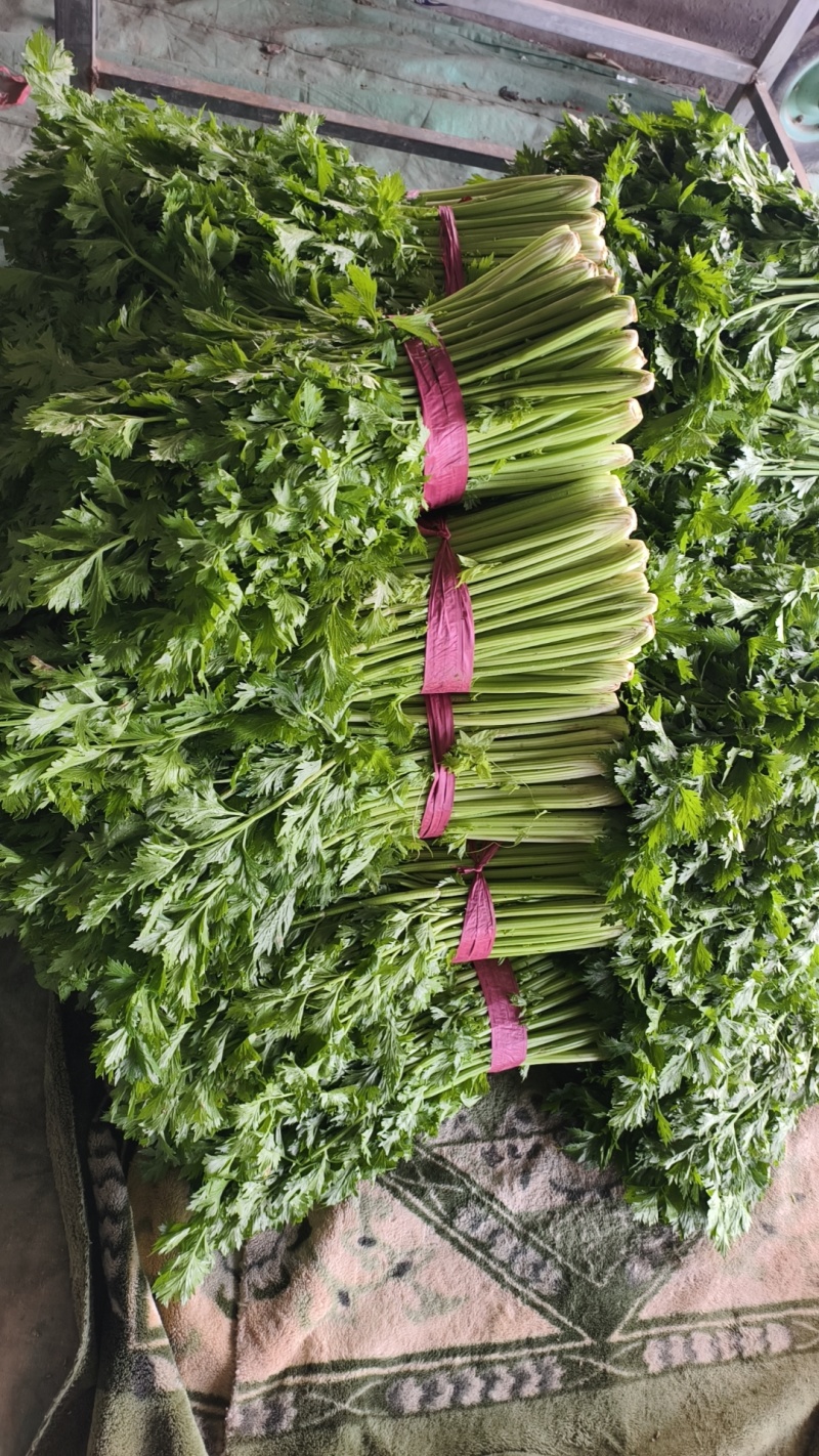 芹菜河南滑县万亩蔬菜基地，供应各大平台以及市场
