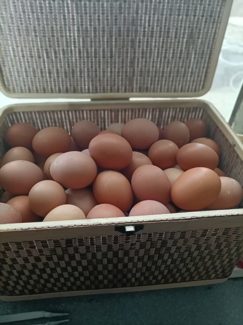 正宗农家散养鸡蛋