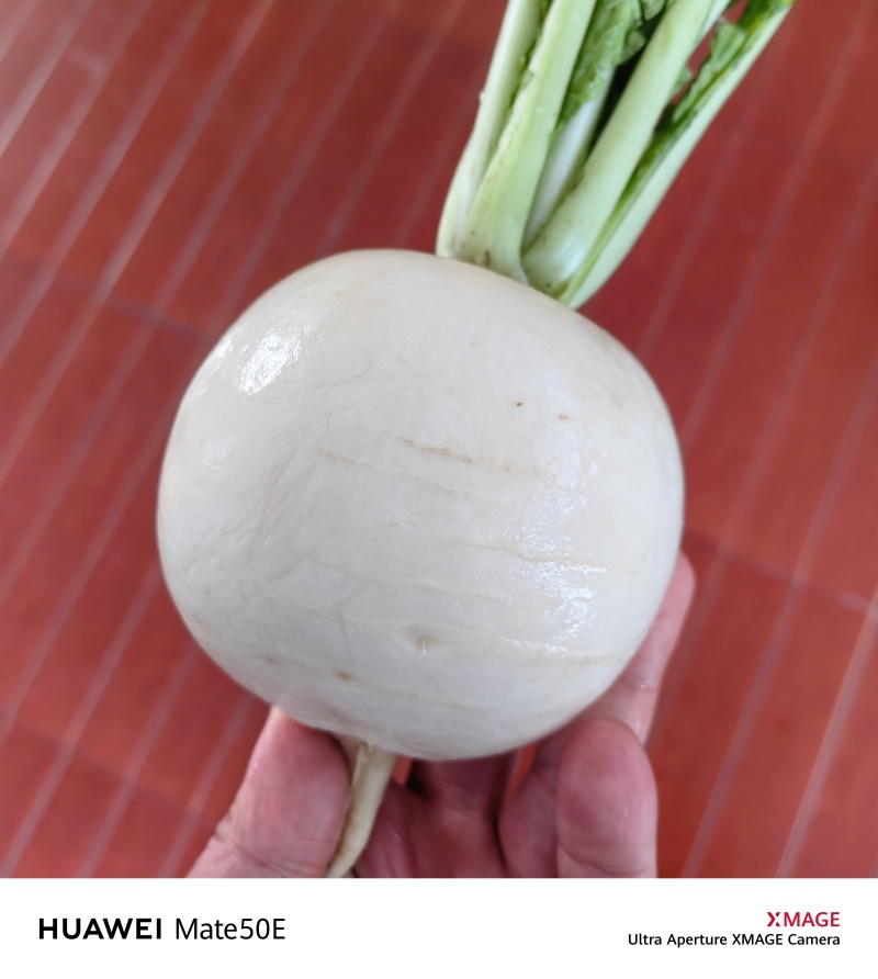 圆白萝卜，甘甜可口，水分足。
