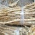 秦艽苗大量有货基地直供品质优可视频看货支持咨询来电