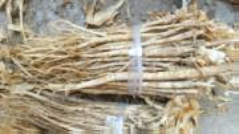 秦艽苗大量有货基地直供品质优可视频看货支持咨询来电