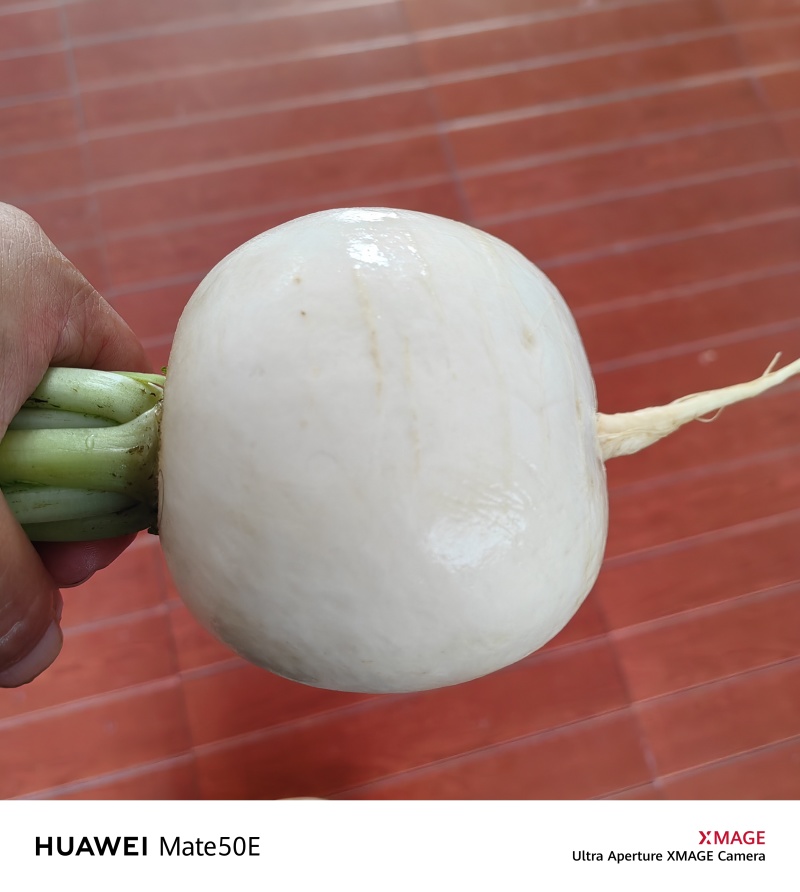 圆白萝卜，甘甜可口，水分足。