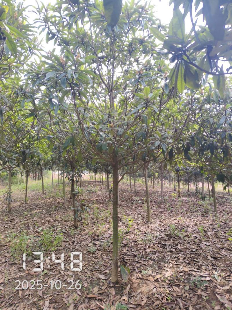 大量供应5-8公分的枇杷树，湖北枇杷树，杆直，冠好