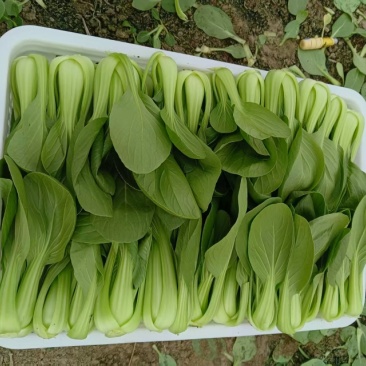 江苏精品油菜