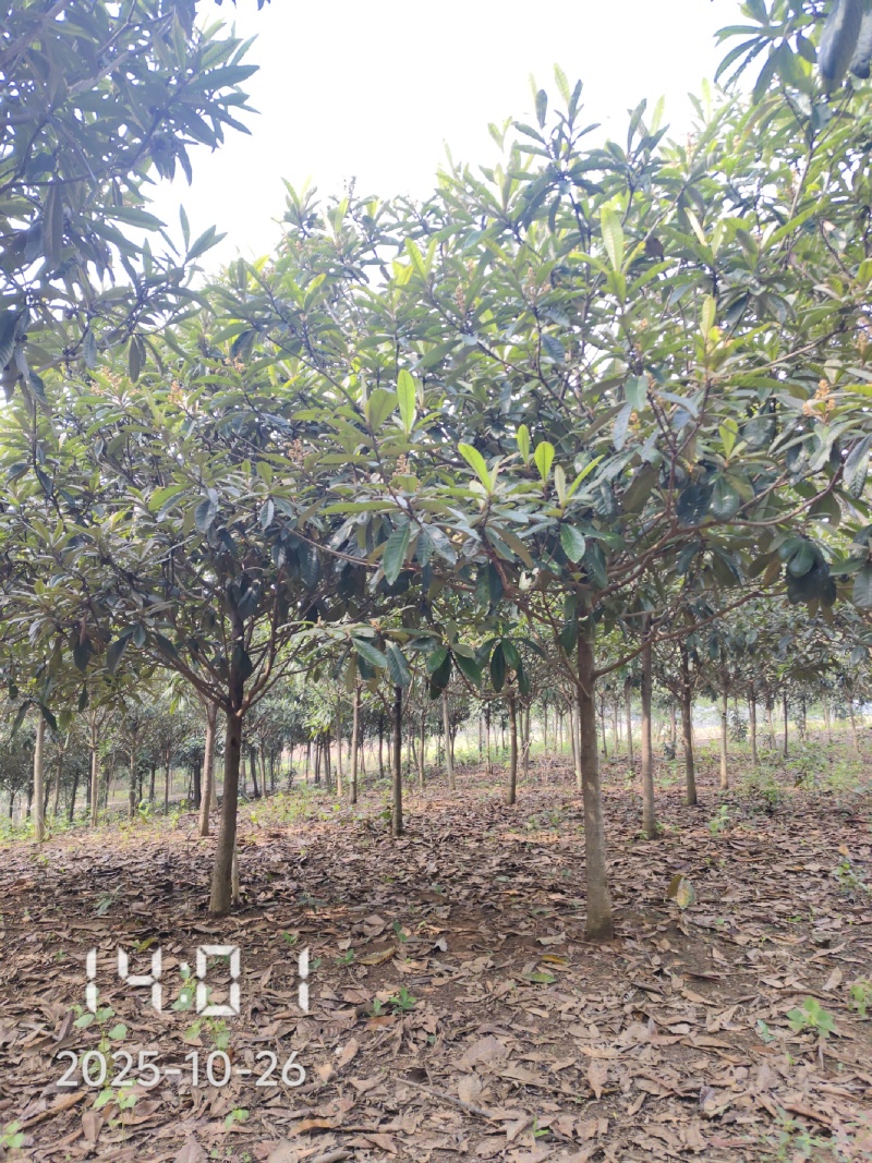 大量供应5-8公分的枇杷树，湖北枇杷树，杆直，冠好