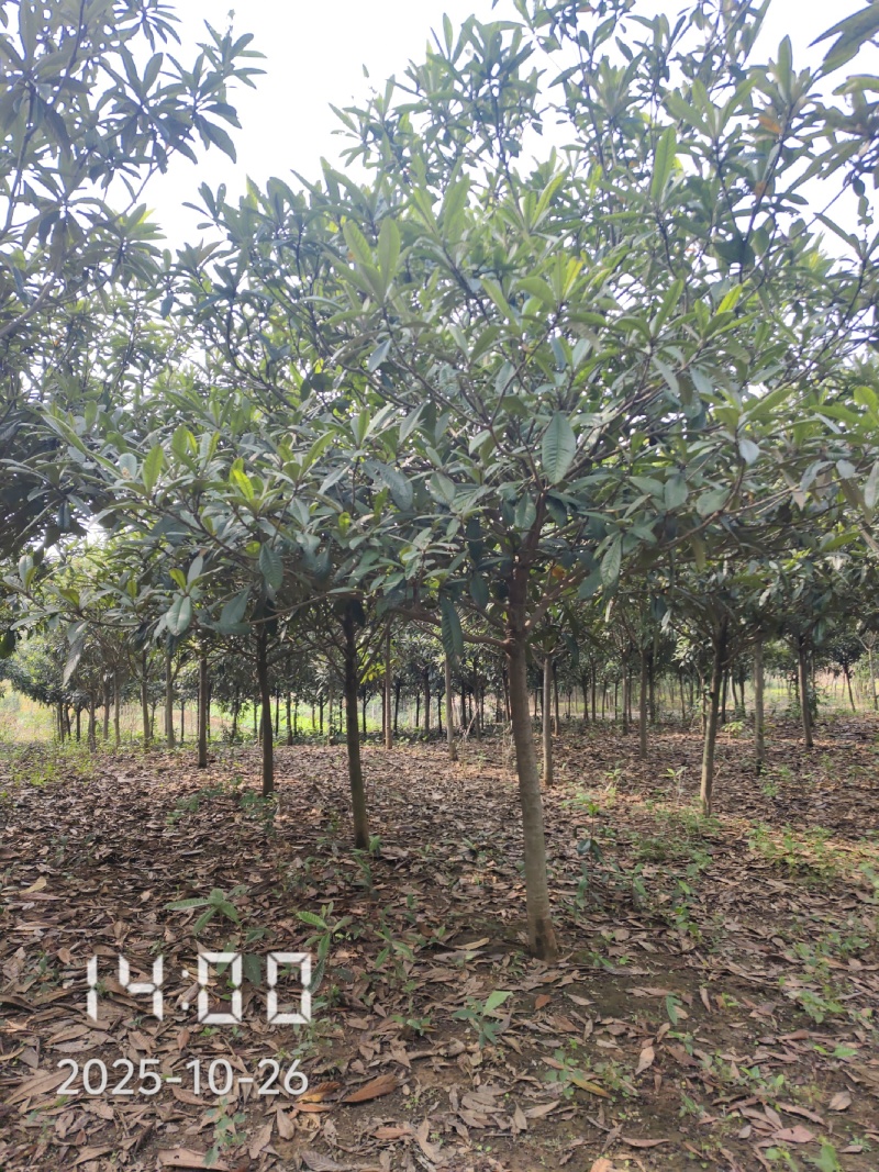 大量供应5-8公分的枇杷树，湖北枇杷树，杆直，冠好