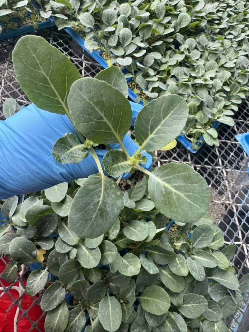西兰花苗耐寒优秀西兰花苗绿菜花苗山东寿光基地批发