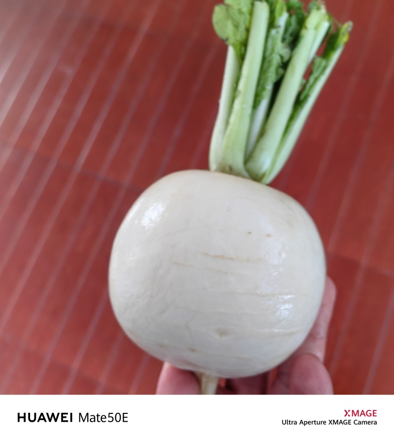 圆白萝卜，甘甜可口，水分足。