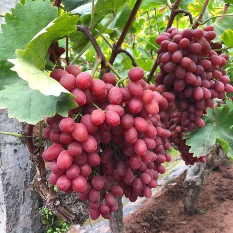 陕西克伦生，红玫瑰，无核，产地直供，一手货源！