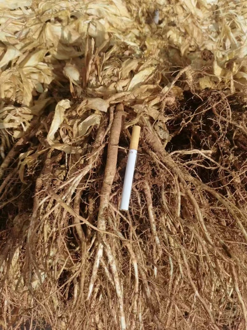 秦艽苗大量有货基地直供品质优可视频看货支持咨询来电