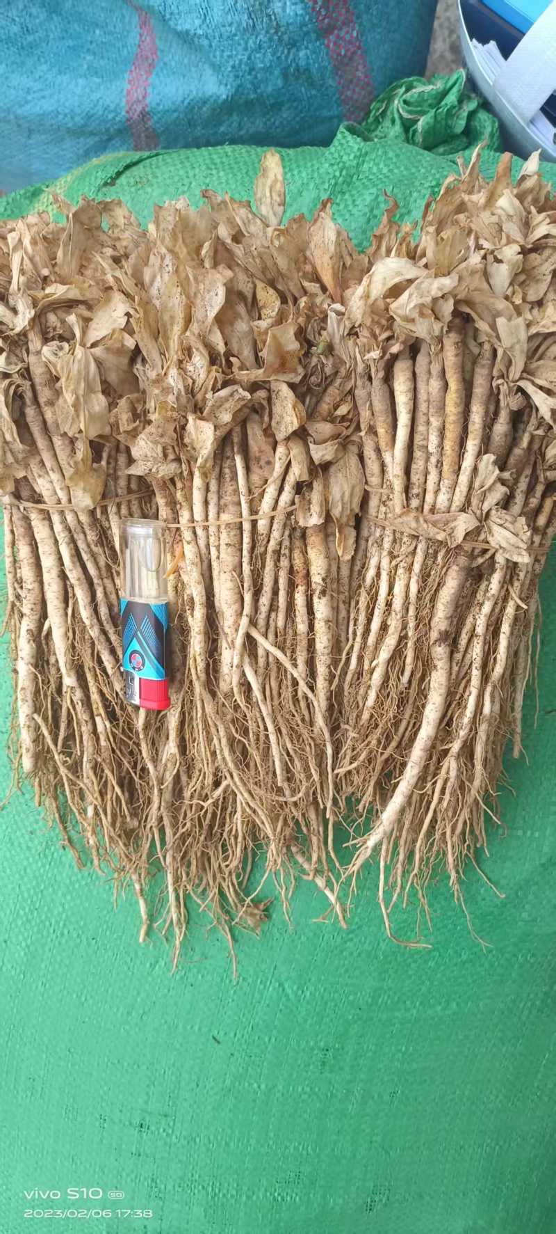 秦艽苗大量有货基地直供品质优可视频看货支持咨询来电