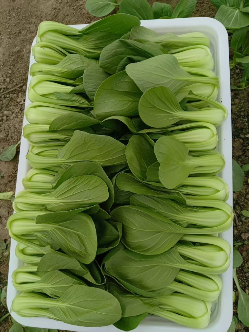 江苏精品油菜/上海青/产地直发/一手货源/价格优惠/欢迎采购