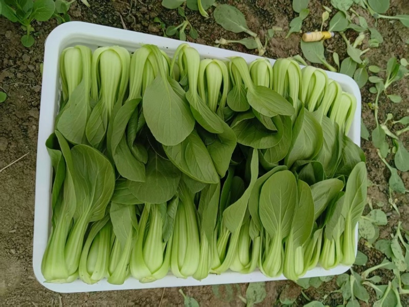 江苏精品油菜/上海青/产地直发/一手货源/价格优惠/欢迎采购
