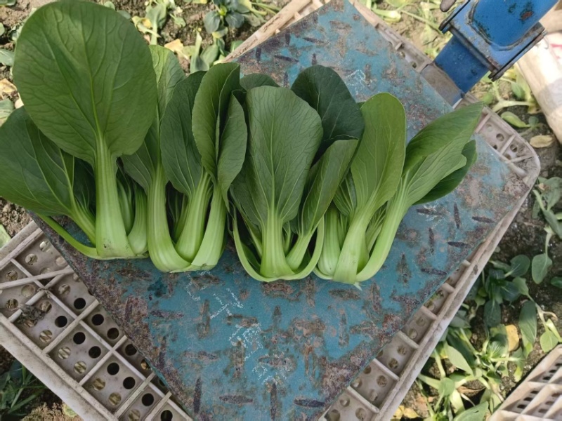 江苏精品油菜/上海青/产地直发/一手货源/价格优惠/欢迎采购