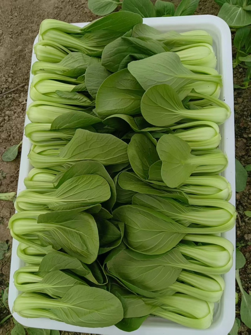江苏精品油菜/上海青/产地直发/一手货源/价格优惠/欢迎采购