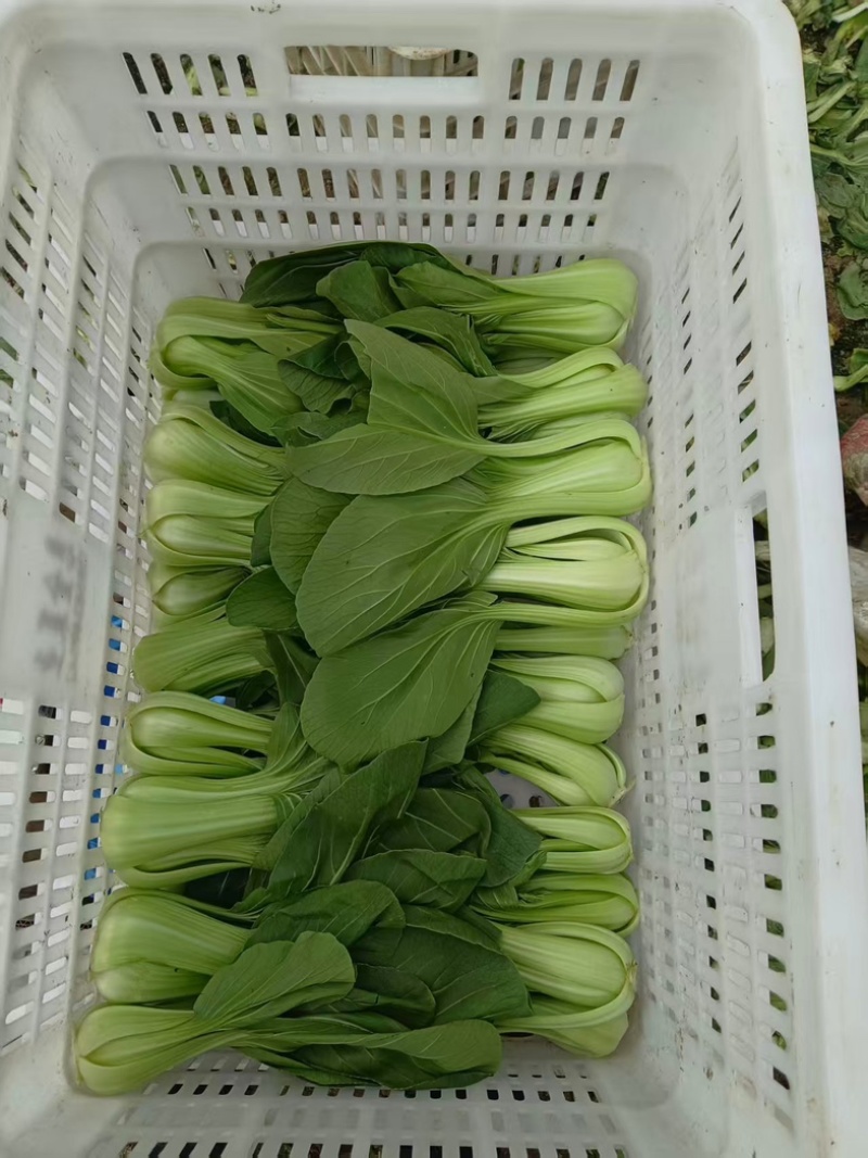 江苏精品油菜/上海青/产地直发/一手货源/价格优惠/欢迎采购