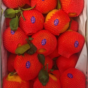 云南爱媛果冻橙