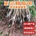 四川蜂糖李子苗包技术包活保品种，死苗包赔现挖现发基地直发