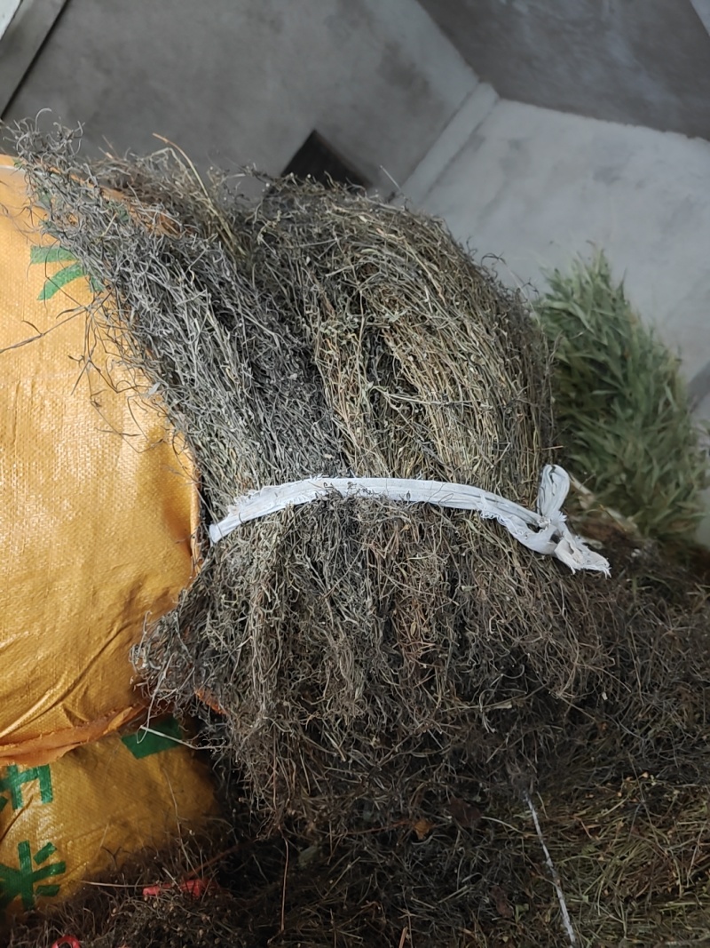 野生白花蛇舌草今年新挑杂草抖泥巴物美价廉