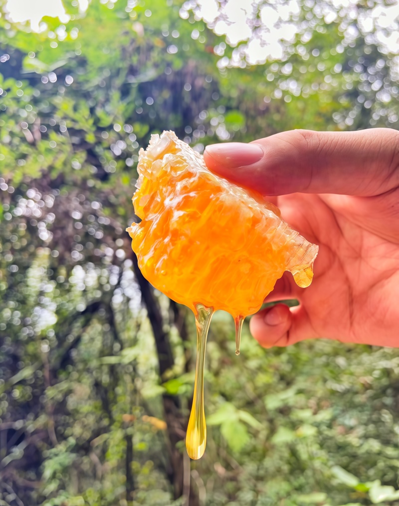 千阳高崖深山土蜂蜜
