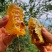 千阳高崖深山土蜂蜜