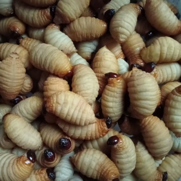 竹虫专业批发零售发货主要经营种苗商品虫和虫茧欢迎详谈合作谢谢