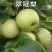 四川雪梨树苗包技术包活保品种,死苗包赔现挖现发基地直发
