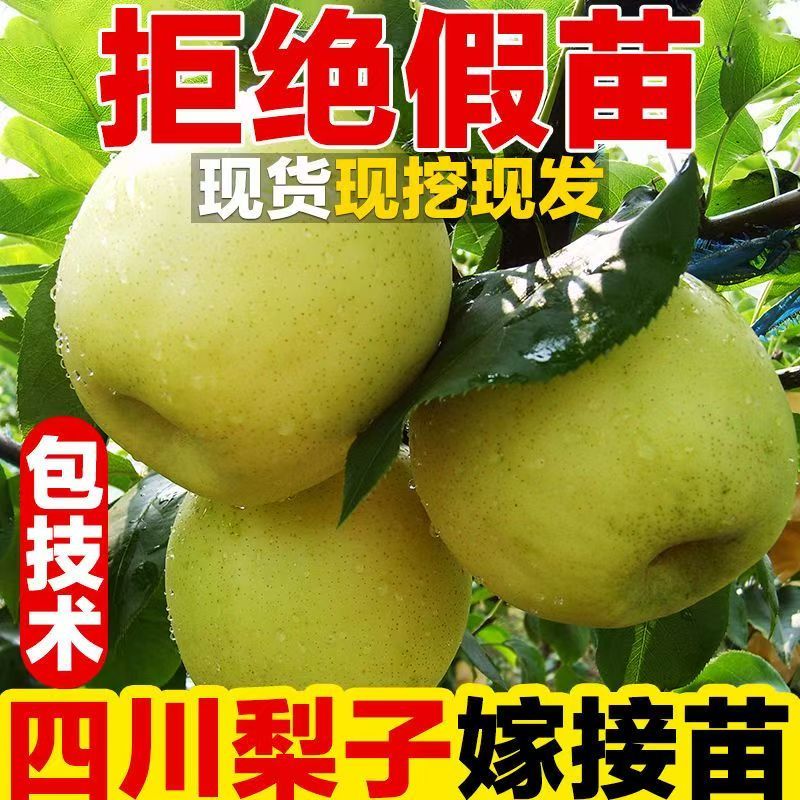四川雪梨树苗包技术包活保品种，死苗包赔现挖现发基地直发