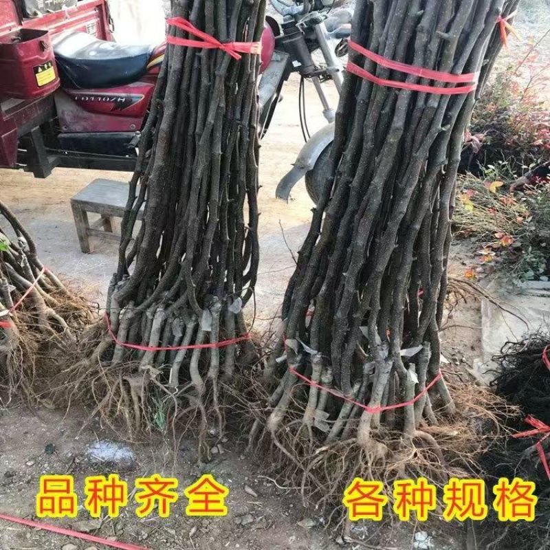 四川雪梨树苗包技术包活保品种，死苗包赔现挖现发基地直发