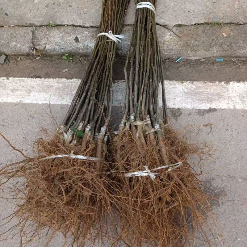 四川雪梨树苗包技术包活保品种，死苗包赔现挖现发基地直发