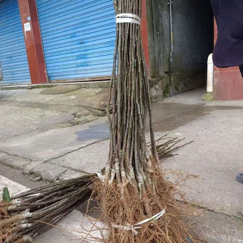 四川雪梨树苗包技术包活保品种，死苗包赔现挖现发基地直发