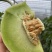 【海南玉菇甜瓜】玉菇甜瓜海量货源品质保证代发全国