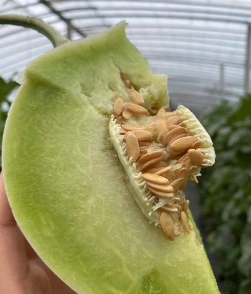 【海南玉菇甜瓜】玉菇甜瓜海量货源品质保证代发全国