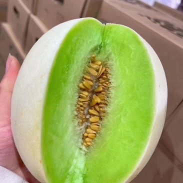 【海南玉菇甜瓜】玉菇甜瓜海量货源品质保证代发全国