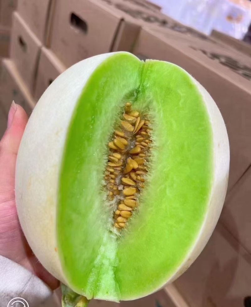 【海南玉菇甜瓜】玉菇甜瓜海量货源品质保证代发全国