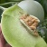 【海南玉菇甜瓜】玉菇甜瓜海量货源品质保证代发全国