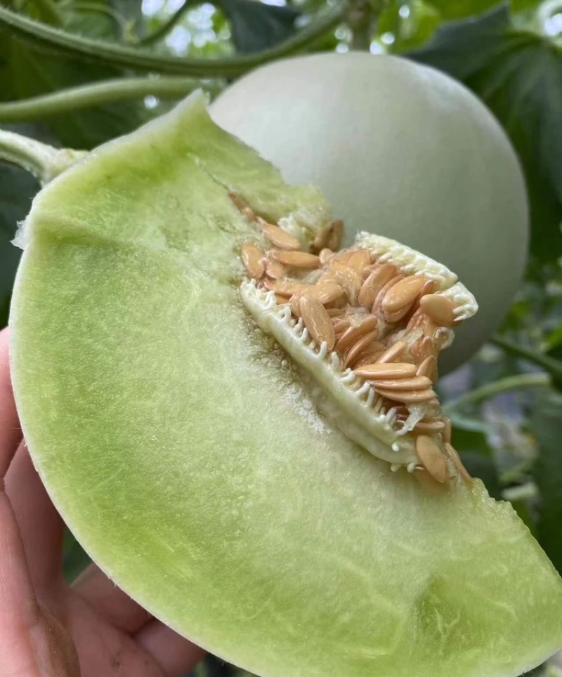 【海南玉菇甜瓜】玉菇甜瓜海量货源品质保证代发全国
